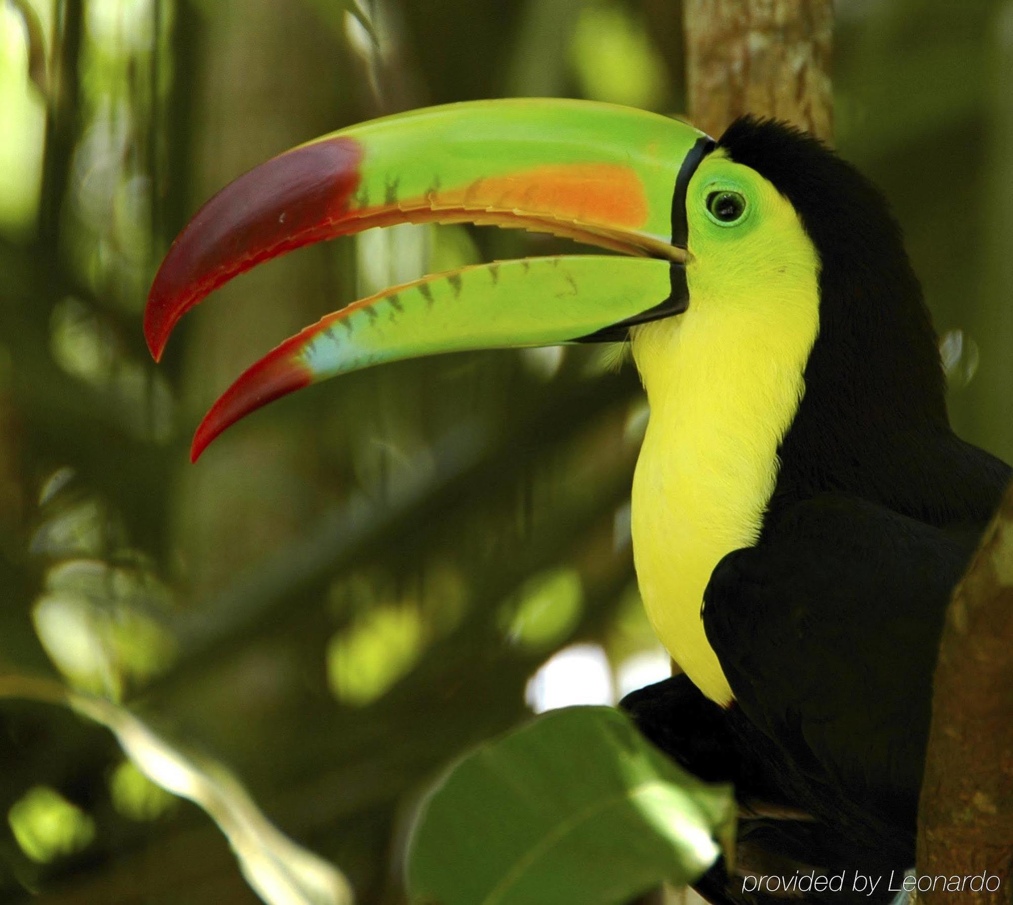 Machaca Hill Rainforest Canopy Lodge Punta Gorda Kültér fotó