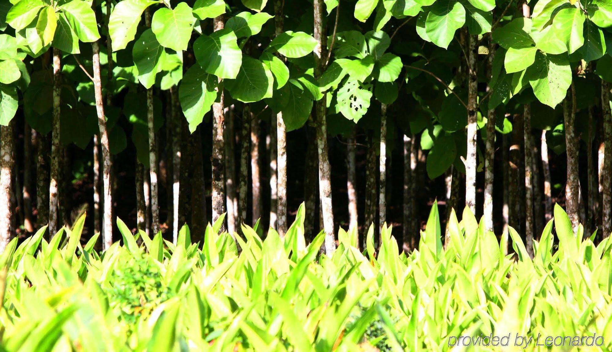 Machaca Hill Rainforest Canopy Lodge Punta Gorda Kültér fotó